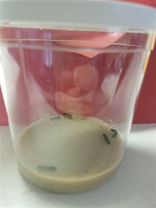 Caterpillars in cup-day 1 